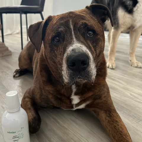 Mintier Pet Water Additive with Hyaluronic Acid 473mL