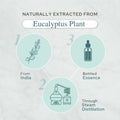 Plant of Life Eucalyptus Essential Oil Multi Sizes