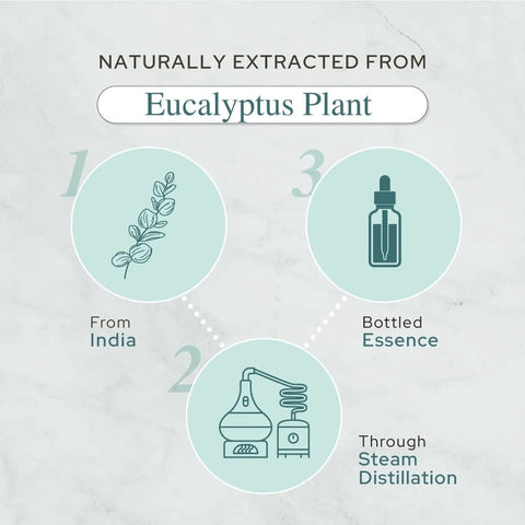 Plant of Life Eucalyptus Essential Oil Multi Sizes