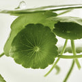 Beauty of Joseon Light On Serum Centella + Vita C 30mL