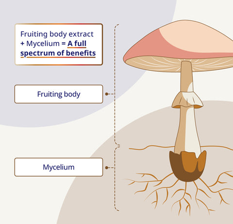 CanPrev Multi-Mushroom Full Spectrum 60 Vegetable Capsules
