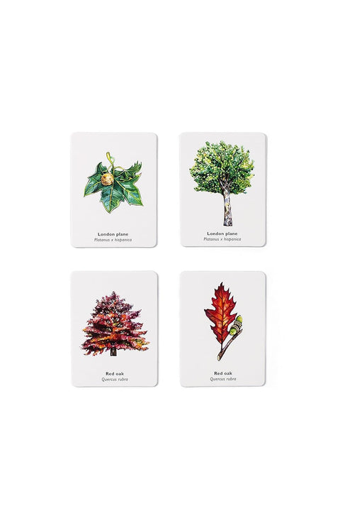 Match a Leaf: A Tree Memory Game by Tony Kirkham