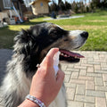 Mintier Dog Breath Spray 60mL