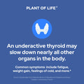 Plant of Life Thyroid Support 60 Capsules