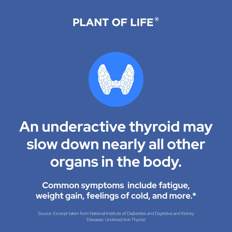 Plant of Life Thyroid Support 60 Capsules