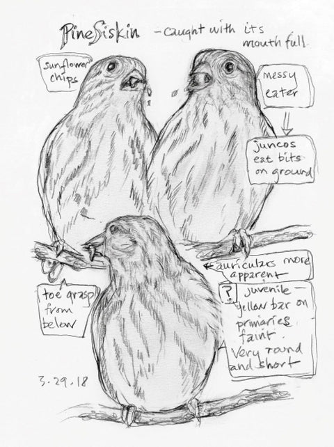 The Backyard Bird Chronicles by Amy Tan