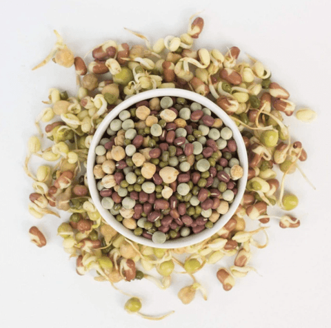 Cultures For Health Vegan Protein Sprouting Seed Blend - 226g - YesWellness.com