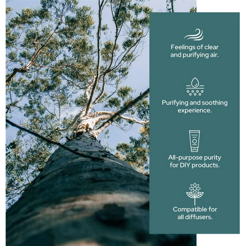 Plant of Life Eucalyptus Essential Oil Multi Sizes