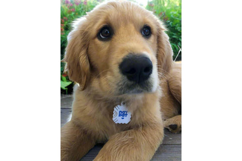 The Natural Patch Pet Locket