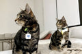 The Natural Patch Cat Allergy Relief Vapor 24 Stickers
