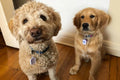 The Natrual Patch Dog Allergy Relief Vapor 24 Stickers