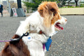 The Natural Patch Dog Training Aid 24 Stickers