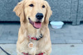 The Natural Patch Dog Training Aid 24 Stickers