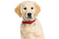 The Natural Patch Pet Flea Repellent 24 Stickers