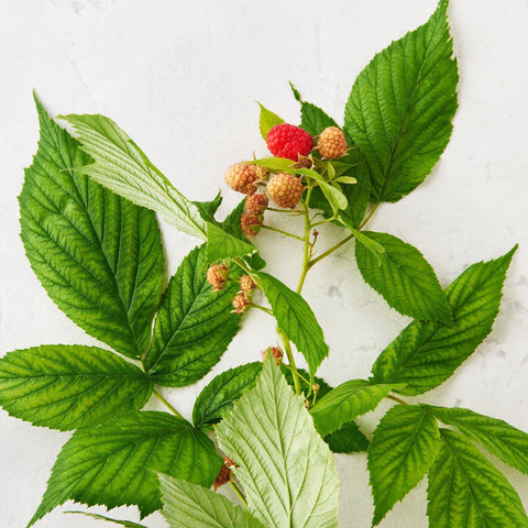 Substance Mom To Be Tea 85g - YesWellness.com